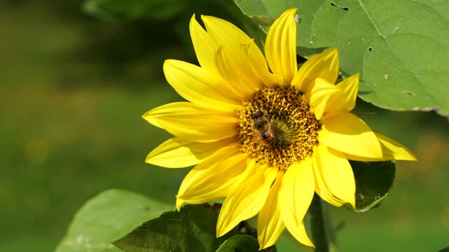 CLOSE UP: Honeybee forages on a bright yellow sunflower in a sunny garden. Blooming petals, the textured center and a detailed view of a working bee. Vivid autumn nature scene full of wildlife charm.