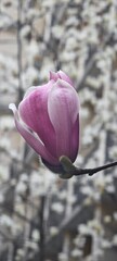 Elegant Pink Magnolia Flower Bud © Nisha