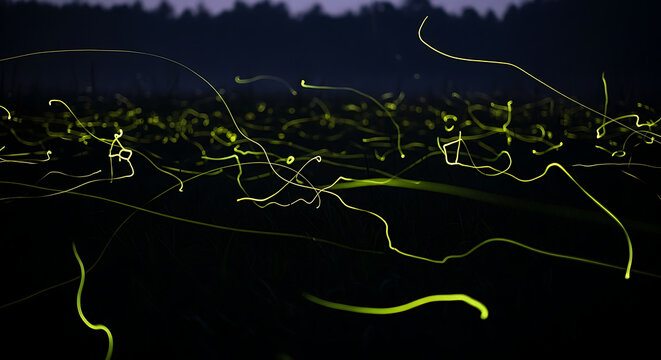 Fireflies Light Trails at Dusk in a Dark Forest Creating Abstract Patterns