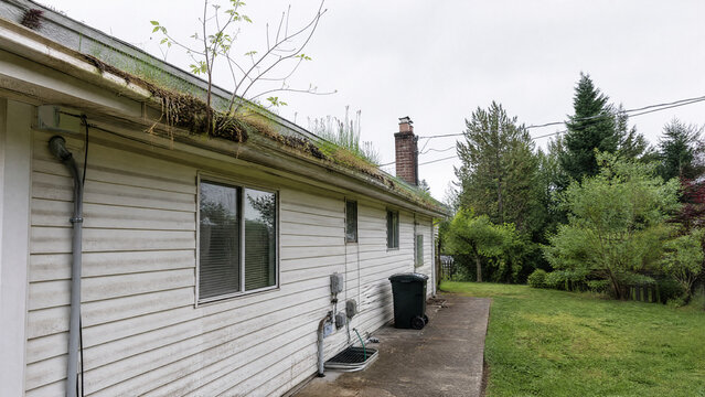 Weeds growing from a neglected roof gutter