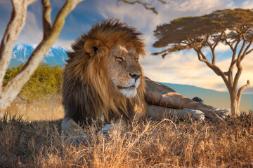 Wildlife safari tourism. Majestic male lion resting in African savanna at sunset, symbolizing wildlife conservation and nature travel. © Grispb