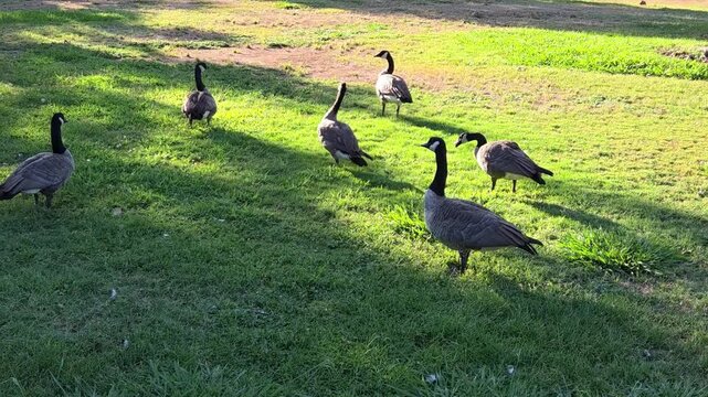 geese in the park