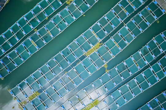 Aerial view of fish farming cages at Kaptai Lake with grid-like structures and green nets floating on the water in Kaptai Upazila, Chittagong Division, Bangladesh.