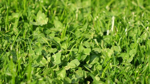 CLOSE UP, DOF: Dense clover and upright grass blades cover a sunny lawn. Layered green leaves, cut stems and the natural texture of mixed vegetation spreads lushly throughout garden in autumn season.