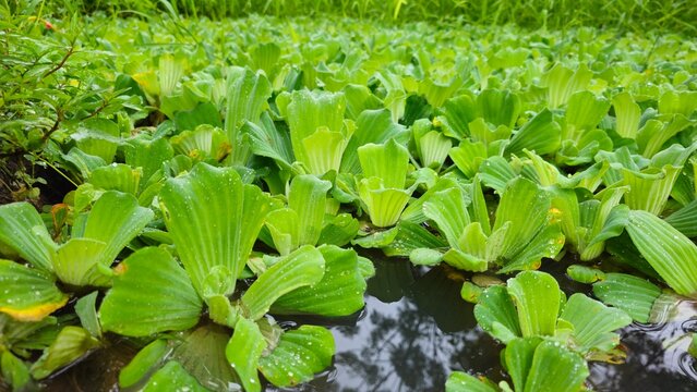 Fresh Green Water Lettuce Floating on Water Surface, Natural Aquatic Plant Background. Dense green water lettuce pattern backdrop in full frame close-up.