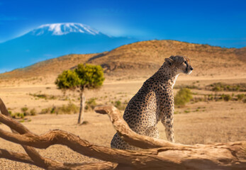 Safari, Kenya, Africa. Kenyan cheetah rests in the savanna with Mount Kilimanjaro in the background, showcasing African wildlife, nature tourism and wildlife conservation. © Grispb