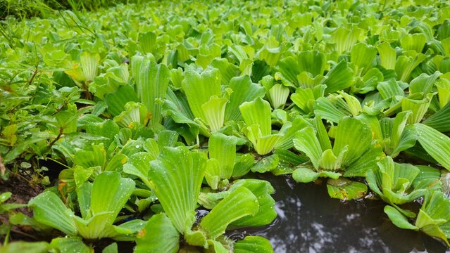 Fresh Green Water Lettuce Floating on Water Surface, Natural Aquatic Plant Background. Dense green water lettuce pattern backdrop in full frame close-up.