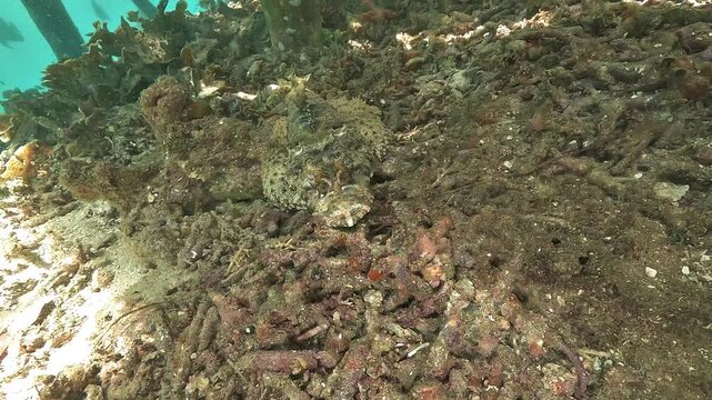 A crocodilefish, Cymbacephalus beauforti, lies almost invisible on dead corals beneath a wooden jetty in Raja Ampat, Indonesia.