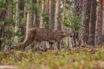Cougar (Puma concolor), also commonly known as the mountain lion, puma, panther, or catamount. is the greatest of any large wild terrestrial mammal in the western hemisphere. © vaclav