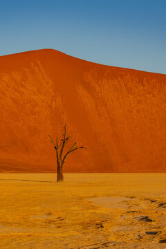 A lone dead camel thorn tree standing in the white clay pan against a towering orange desert dune