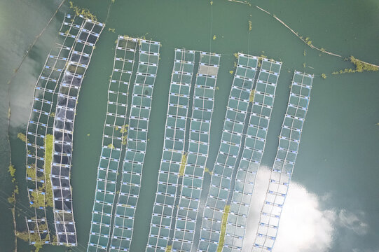 Aerial view of Fish Farming at Kaptai Lake with floating net cages arranged in rows on the calm green water of the lake in Kaptai Upazila, Chittagong Division, Bangladesh.