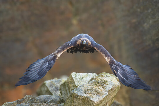 The Rock Eagle (Aquila chrysaetos) is one of the largest terrestrial eagles in the Northern Hemisphere and, immediately after the Sea Eagle, the largest predator living in the Czech Republic