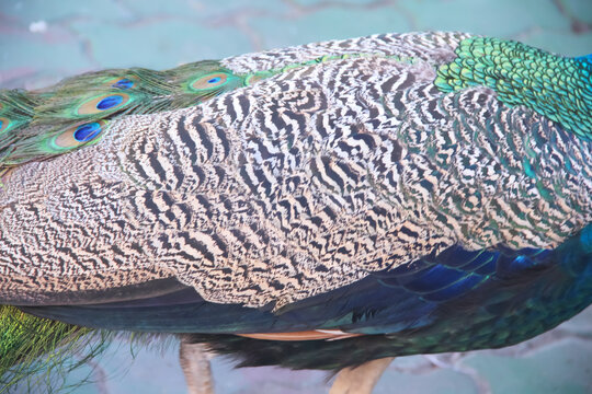 Colorful peacock feather natural patterns background