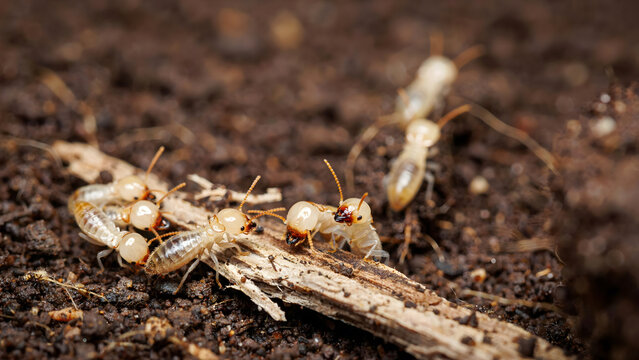 Group of termites crawling on wood debris on the dark forest ground