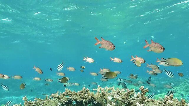 A school of soldierfish, Myripristis sp., swims above a shallow coral reef with other tropical fish in the clear blue waters of Raja Ampat.