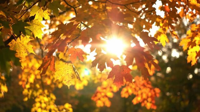 sunlight filtering through vibrant autumn maple leaves in warm golden hour light, changing colors