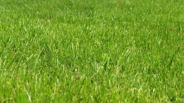 CLOSE UP, DOF: Well maintained vibrant green lawn in bright natural sunlight. Closely trimmed grass blades create an even organic texture that spreads throughout the sunny garden in the countryside.