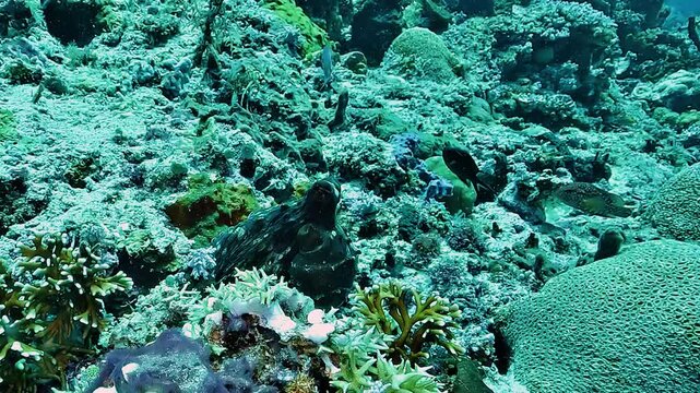 A reef octopus, Octopus sp., emerges from a coral hole, backs away cautiously from the camera, then hides inside another crevice in Raja Ampat.