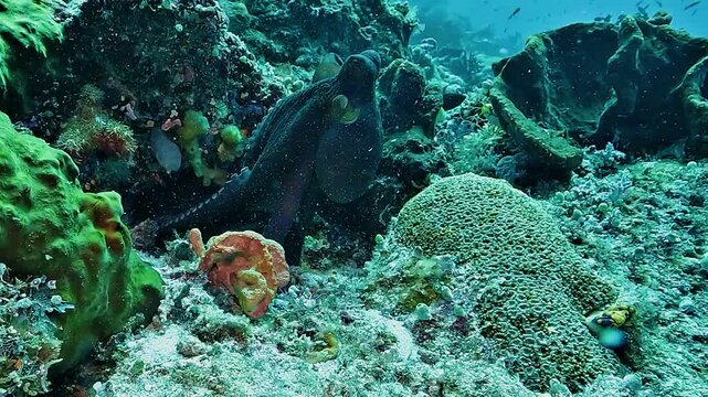 A black reef octopus, Octopus sp., emerges from a coral hole as pale raised skin patterns appear across its body in Raja Ampat.