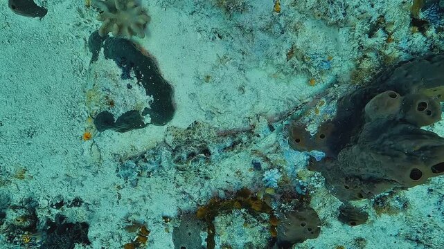Rotating top view of a crocodilefish, Cymbacephalus beauforti, lying almost invisible on the seabed through highly effective natural camouflage.