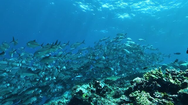 A dense school of trevallies, Carangidae, fills the frame while swimming above a coral reef in the blue waters of Raja Ampat, Indonesia. 