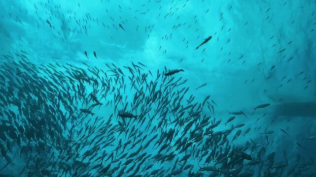 Low-angle view from the seabed beneath a dense school of trevallies, with the silhouette of a boat passing across the surface in Raja Ampat.