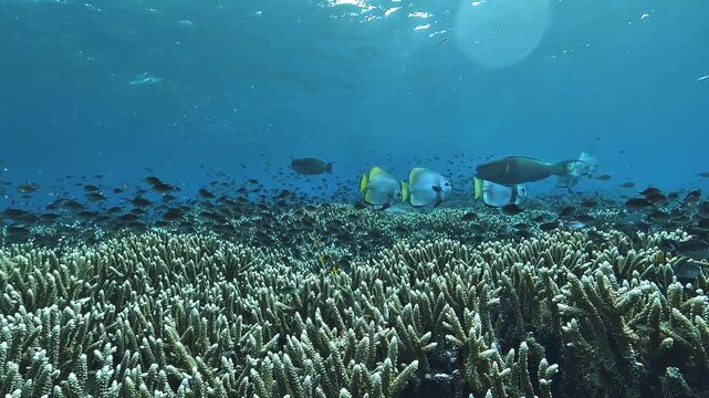 Tracking shot above an Acropora coral garden in Raja Ampat, with two batfish, Platax sp., swimming among numerous small reef fish.