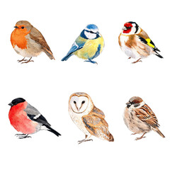 Hand Painted Watercolor Collection of European Garden Birds – Robin, Blue Tit, Goldfinch, Bullfinch, Sparrow and Owl © lozhy