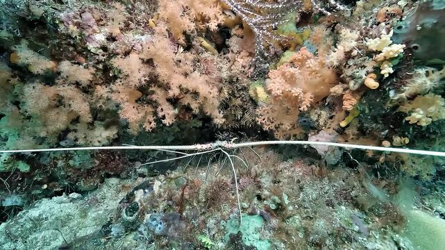 A painted spiny lobster, Panulirus versicolor, explores its surroundings with long antennae before retreating into a reef hole in Raja Ampat.