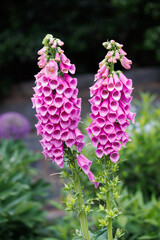Two beautiful pink foxglove flowers blooming in a lush garden © Blubird