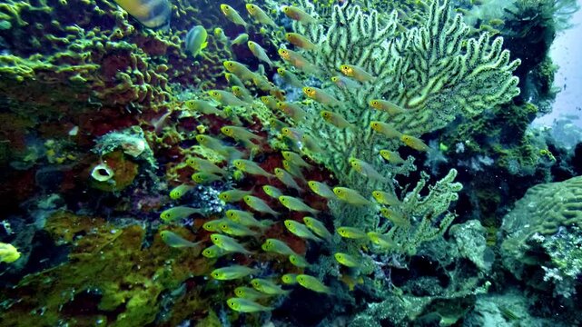 A single green barrel sea squirt, a solitary ascidian tunicate, grows on a coral reef in Raja Ampat, filtering seawater through its siphons.