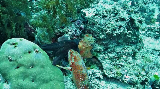 A reef octopus, Octopus sp., explores two coral holes while a grouper follows closely, waiting to catch prey flushed from the reef in Raja Ampat.