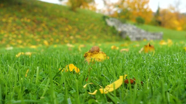 CLOSE UP, DOF: Wet green grass scattered with yellow autumn leaves and sparkling raindrops. A stone wall and colourful hillside remain softly blurred in the background. Beautiful garden in October.