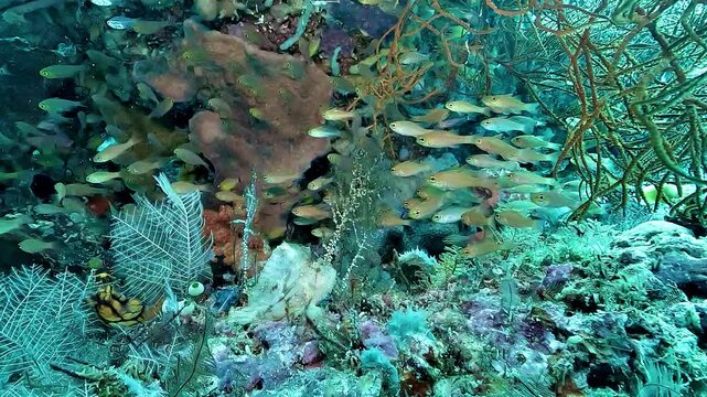 Taenianotus triacanthus remains still among corals, resembling a pale dead leaf while its venomous dorsal spines provide protection from predators.