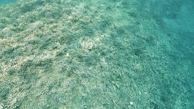 A vast field of dead coral covers the seabed, illustrating reef mortality linked to global warming and seawater temperatures exceeding 30&deg;C.