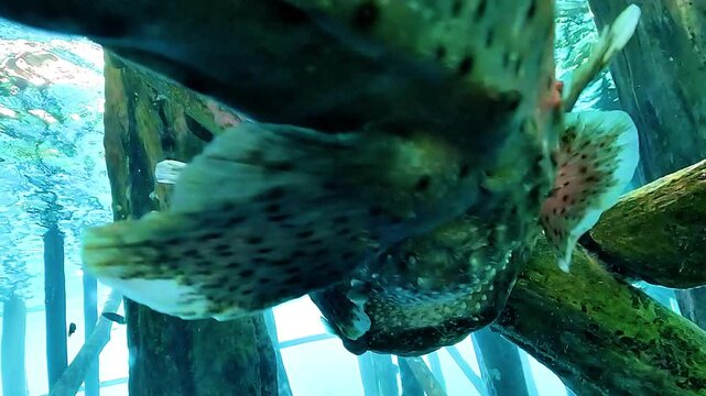 Extreme close-up of a porcupinefish, Diodon sp., showing the numerous sharp spines covering its body beneath a wooden jetty in Raja Ampat.