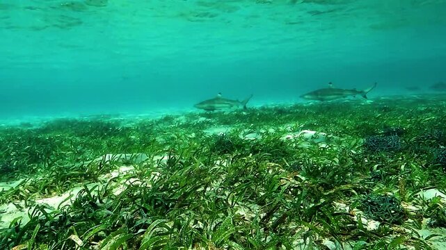 Blacktip reef sharks, Carcharhinus melanopterus, and a giant trevally, Caranx ignobilis, cross paths while patrolling a shallow tropical lagoon.