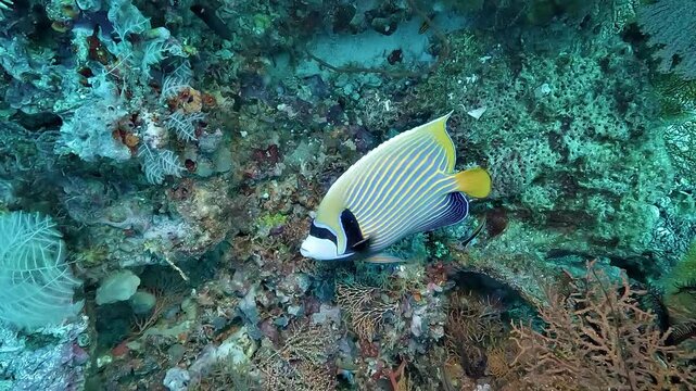 An emperor angelfish, Pomacanthus imperator, hides inside a coral reef cavity. This protogynous hermaphrodite can change from female to male.