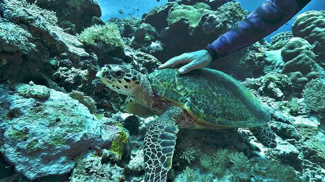 A diver gently scratches the head of a wild hawksbill sea turtle, Eretmochelys imbricata, which remains calm and appears to enjoy the contact.