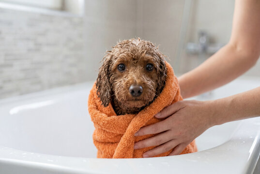 Wet brown poodle mix dog wrapped in an orange towel inside a bathtub