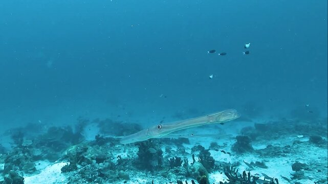 A shining silver pipefish - Fistularia commersonii - swims near the camera in a three-quarter close-up in Raja Ampat.