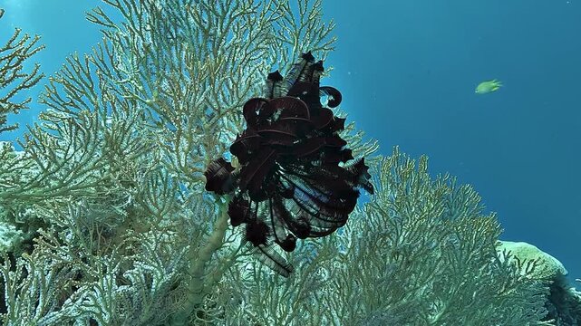 A black feather star, Crinoidea, clings to a white gorgonian sea fan, its curled arms forming a dark contrast against the coral in Raja Ampat.