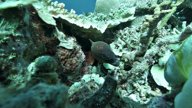 A Javanese moray, Gymnothorax javanicus, becomes agitated inside a coral crevice and suddenly regurgitates while opening its jaws wide.