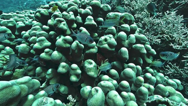 A large Porites coral colony forms a massive reef structure in Raja Ampat. Its dense skeleton makes it relatively resistant to grazing by predators such as parrotfish.