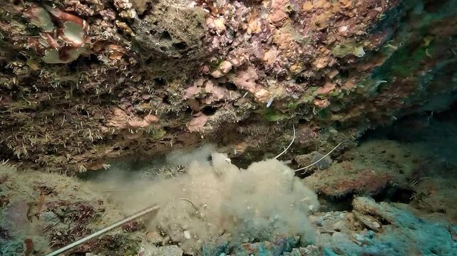 A spiny lobster trapped in a reef hole scrapes the sand, creating a dense cloud of sediment that helps obscure and deter an approaching predator.