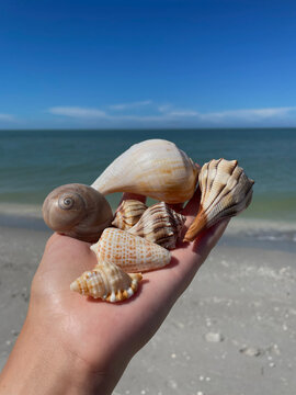 Seashell Collection Including native Florida seashells: Atlantic Hairy Triton, Lightning Whelks, Pear Whelk, Shark's Eye and Alphabet Cone Held in Palm, Sanibel Island Florida