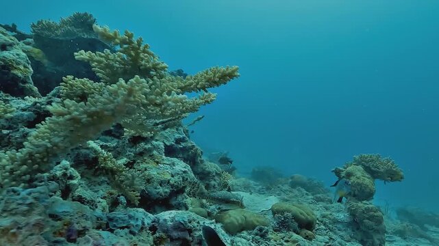 A crocodilefish, Papilloculiceps longiceps, swims slowly above a coral reef in Raja Ampat, its flattened body and mottled pattern remaining highly camouflaged.