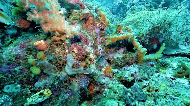 A shallow coral reef plateau at Cape Kri in Raja Ampat is covered with dense marine life, illustrating the exceptional biodiversity of the Coral Triangle.