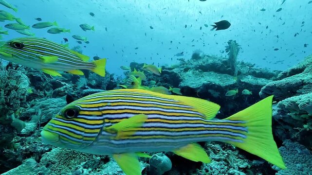 Two cardinalfish, family Apogonidae, hover beneath a coral overhang among crinoids and colorful soft corals on a rich Raja Ampat reef.
