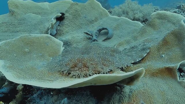 Close-up of a wobbegong shark, Orectolobidae, resting on table coral with its characteristic beard-like dermal lobes clearly visible.